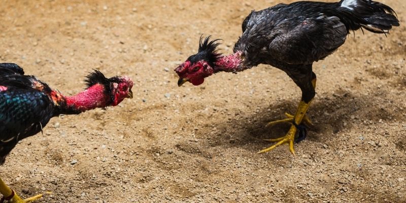 Cựa sắt được yêu thích vì có tỷ lệ thưởng cao