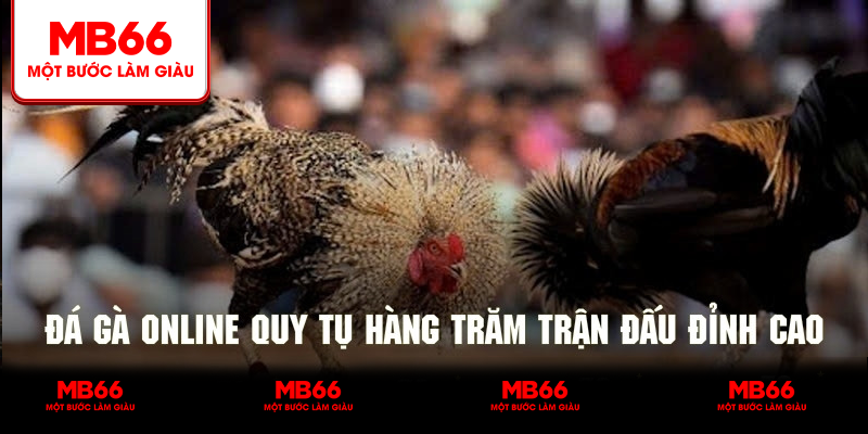 Đá gà online quy tụ hàng trăm trận đấu kinh điển nhất